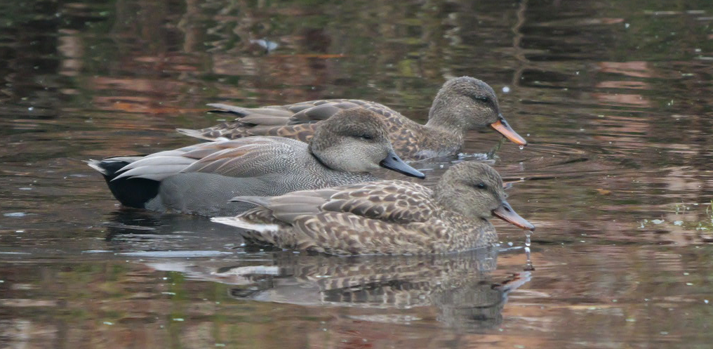 kopřivka obecná - ML646354962