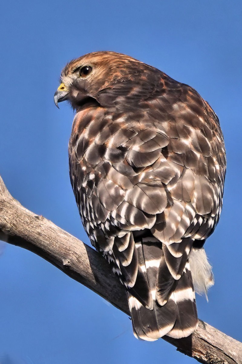 カタアカノスリ - ML646354978