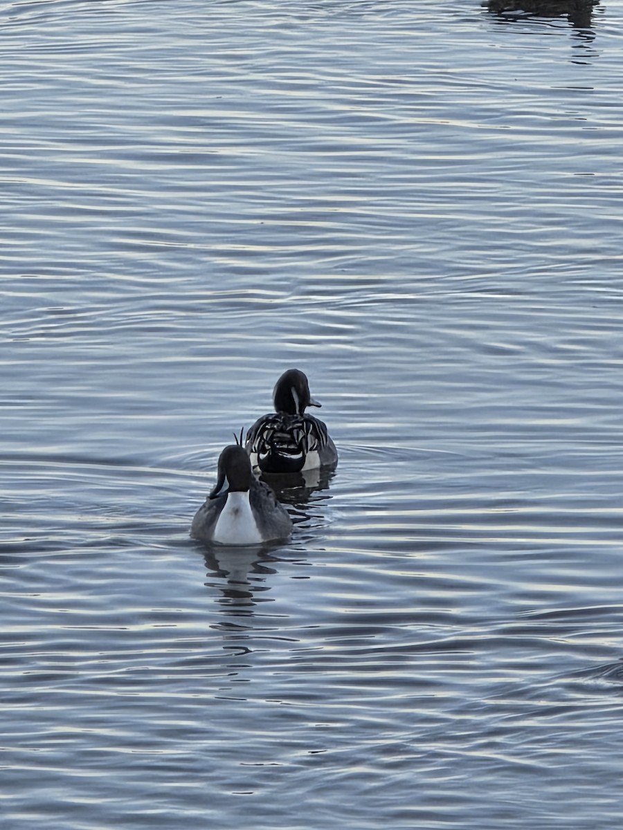 Northern Pintail - ML646354980