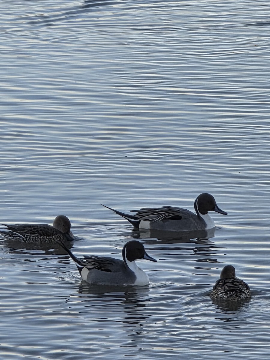 Northern Pintail - ML646354981
