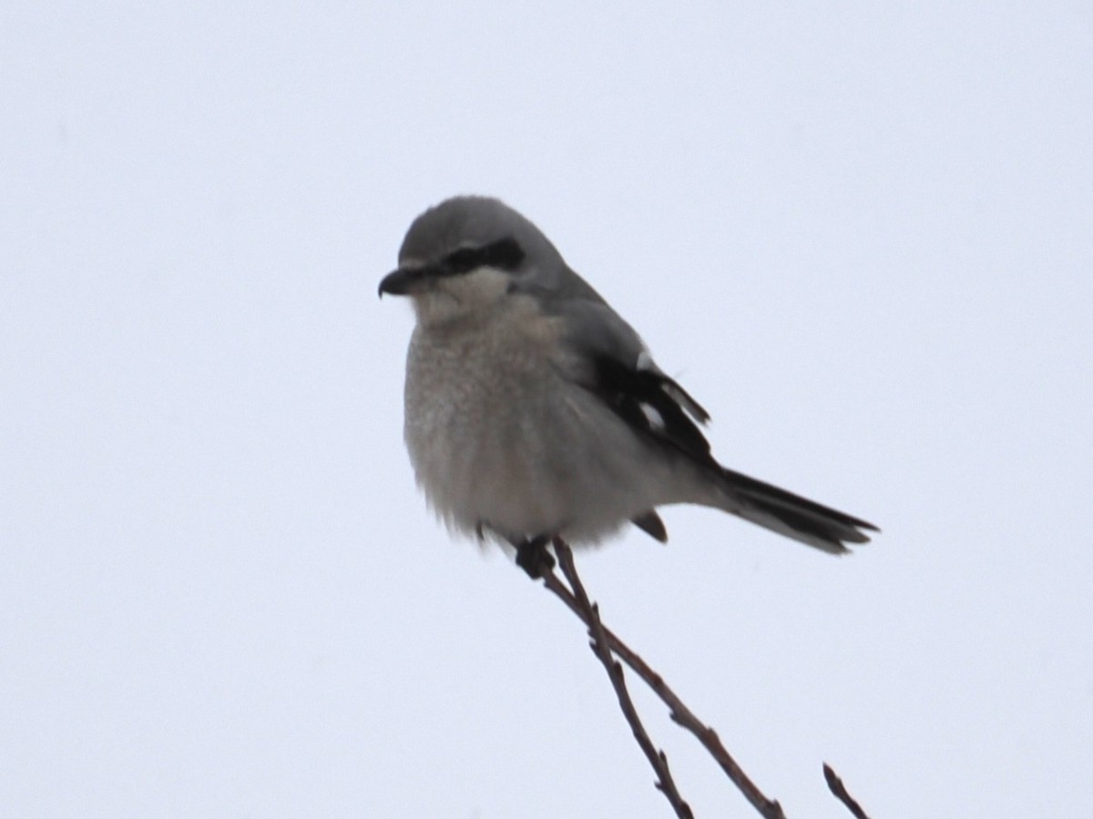 Сорокопуд північний - ML646354989