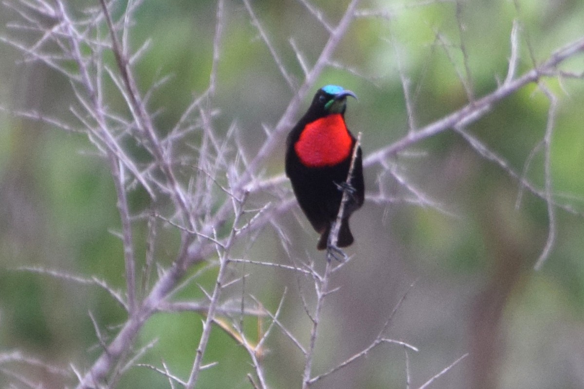 Scarlet-chested Sunbird - ML646354992