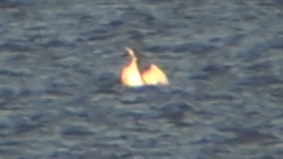 Common Loon - ML646354993