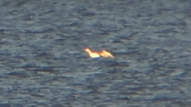 Colimbo sp. - ML646354994