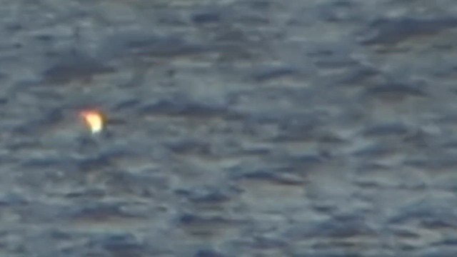 Colimbo sp. - ML646354995