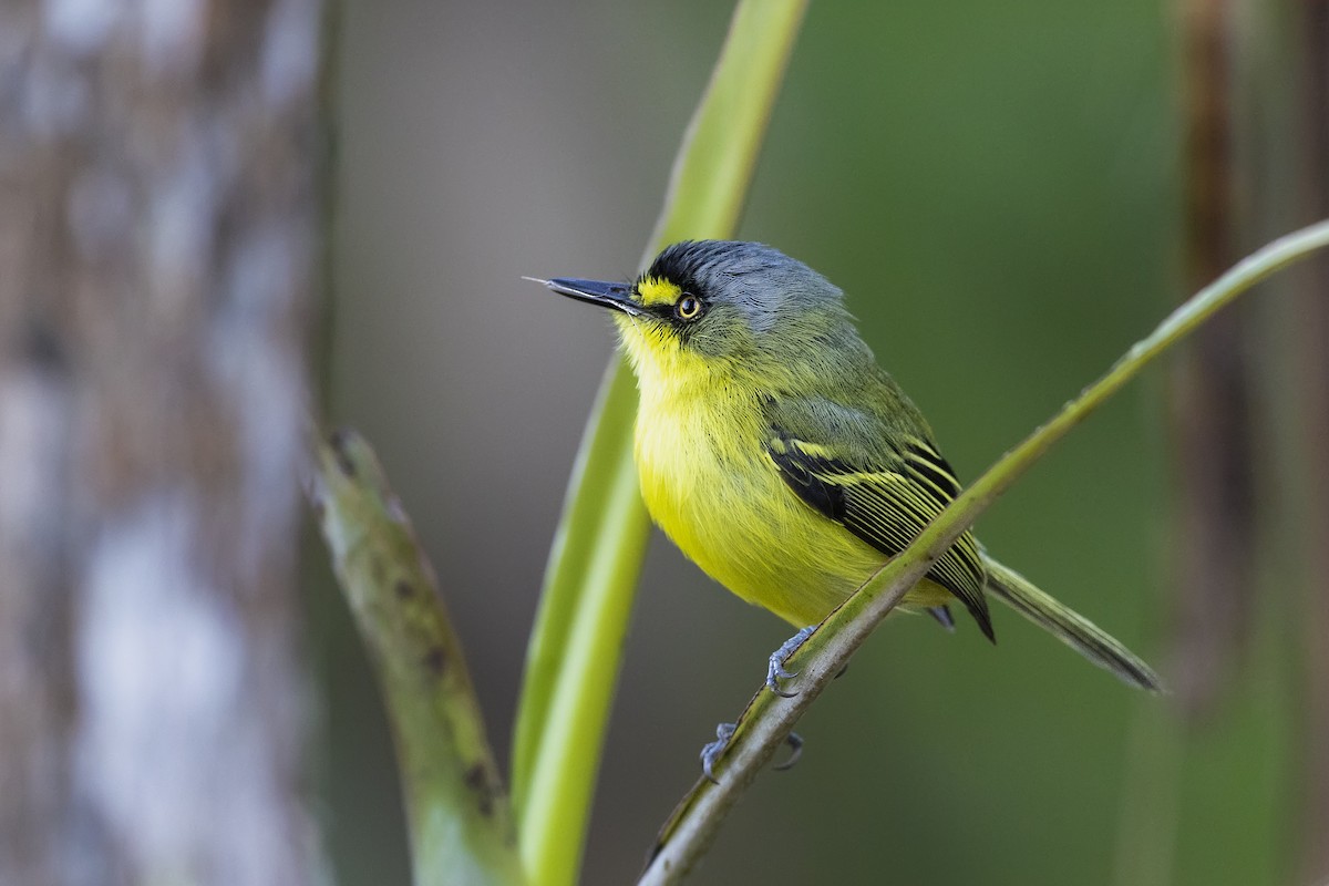 Kurşuni Todi Sinekkapanı - ML646354996