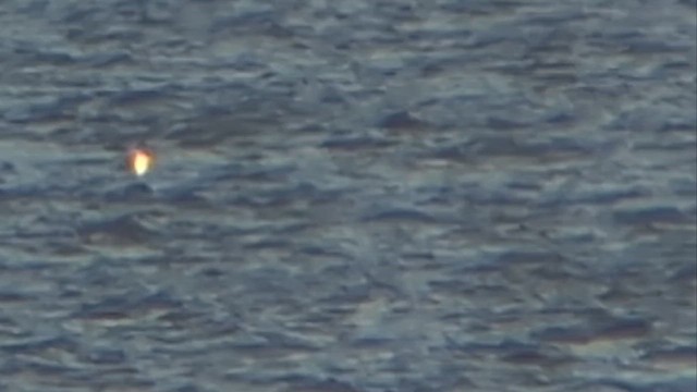 Colimbo sp. - ML646354997