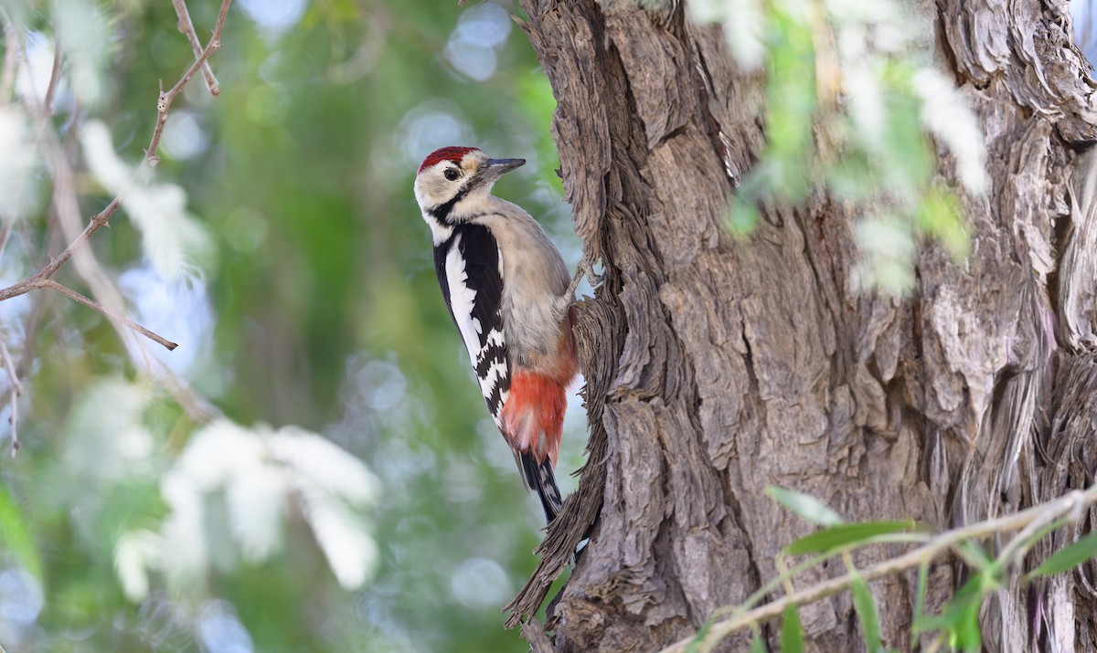 Sind Woodpecker - ML646355013