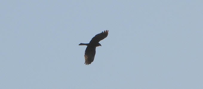 Western Marsh Harrier - ML646355014