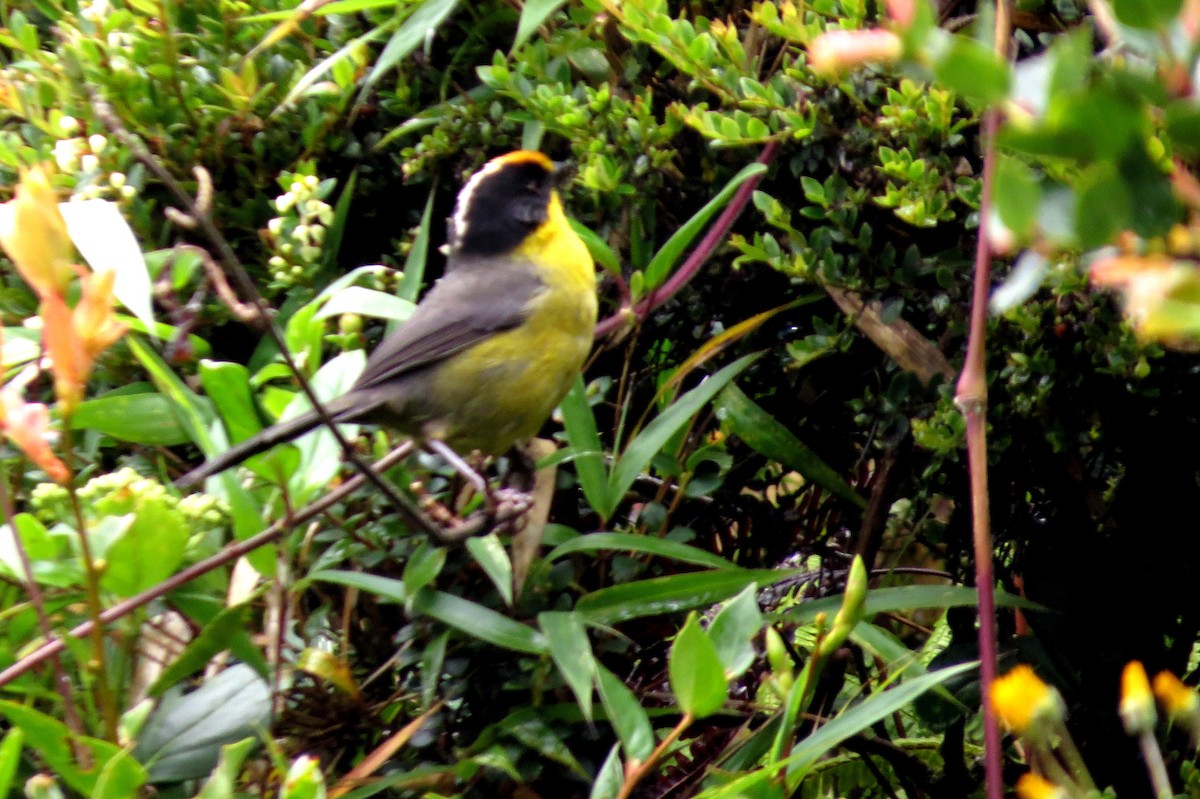 Pale-naped Brushfinch - ML646355017