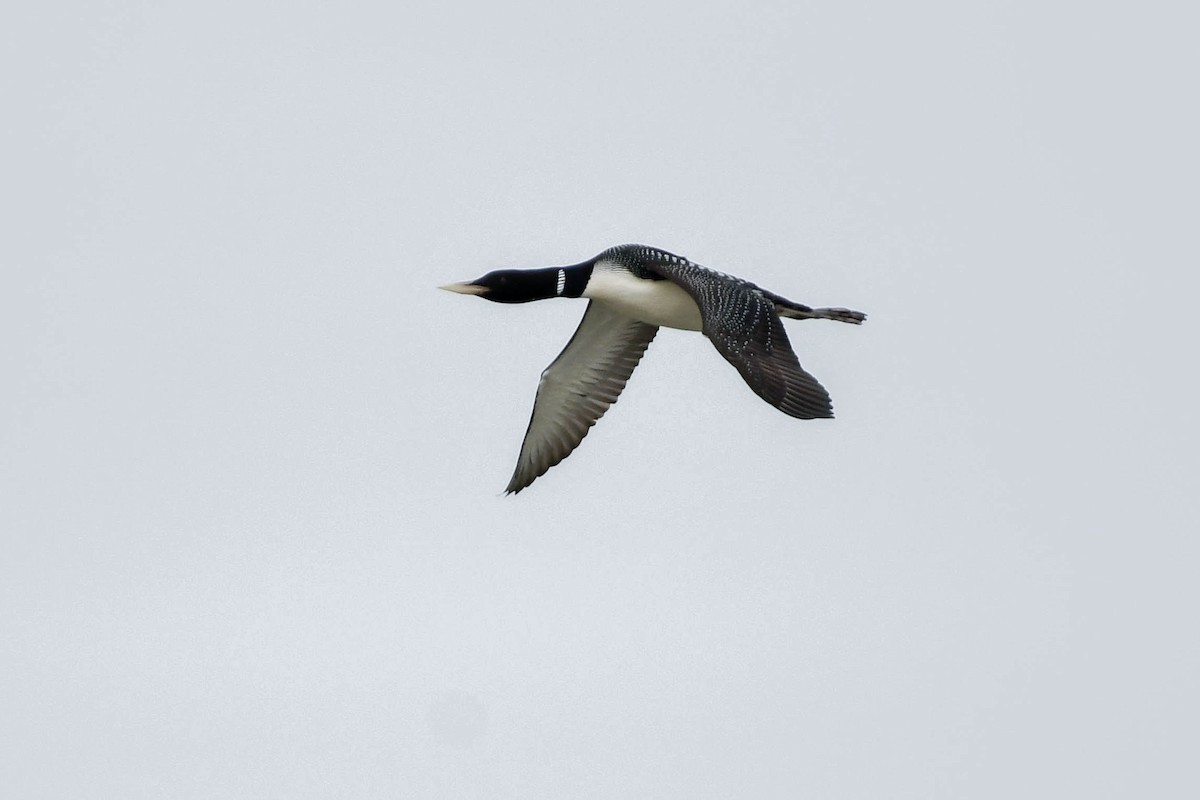 Strolaga beccogiallo - ML646355022