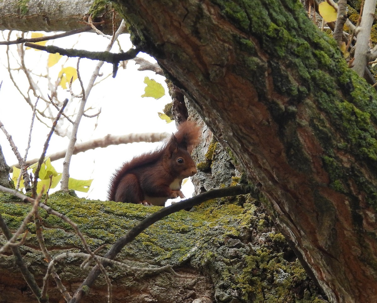 Animals - ML646355024