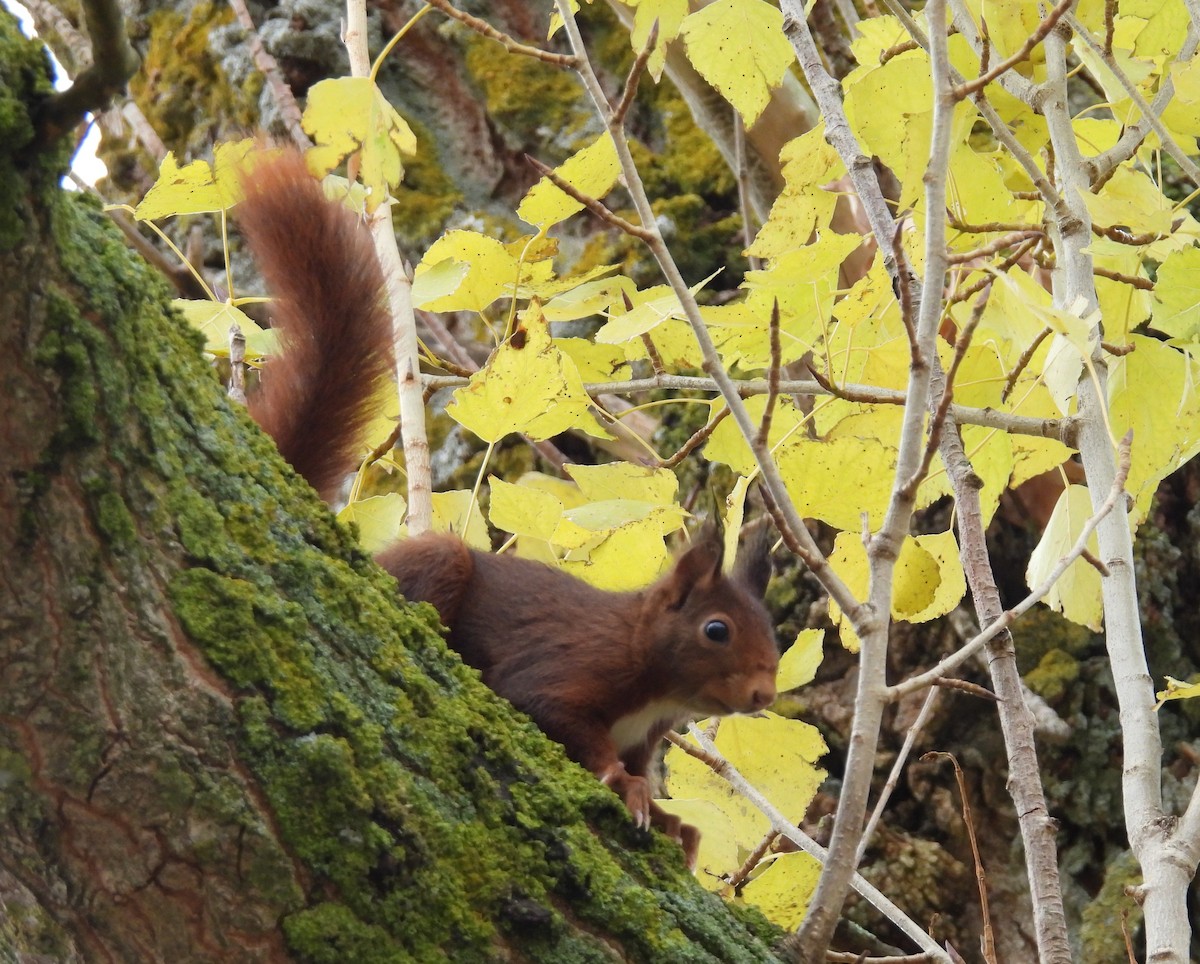 Animals - ML646355026