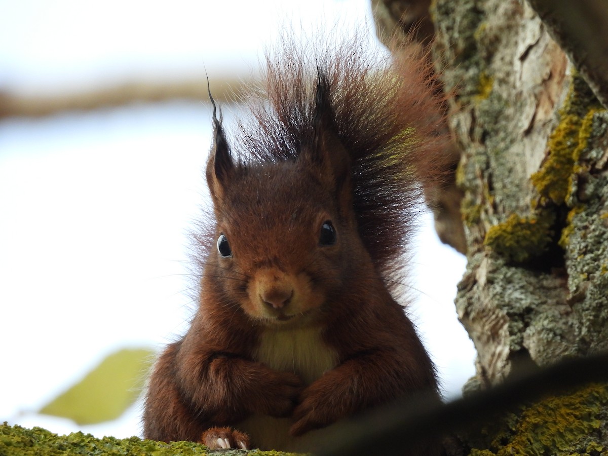 Animals - ML646355027