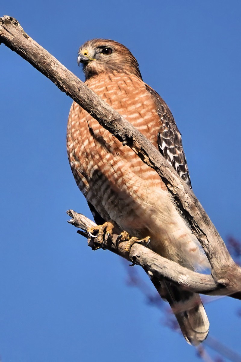 カタアカノスリ - ML646355028