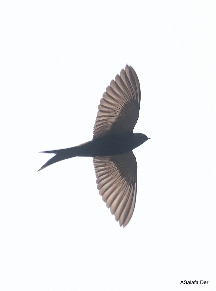 Black Sawwing - ML646355031