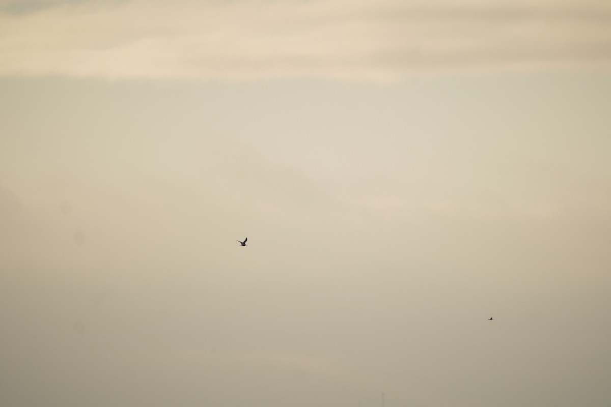 Möwe, unbestimmt - ML646355038