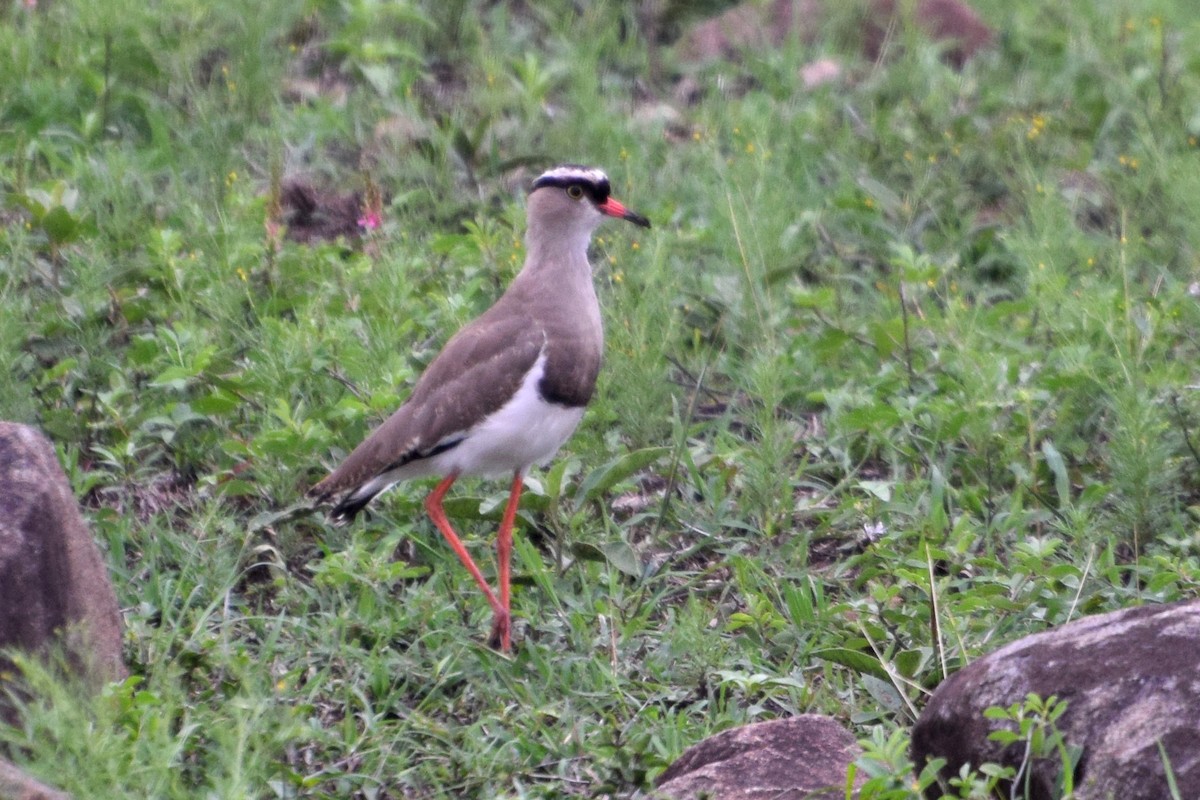 Crowned Lapwing - ML646355041