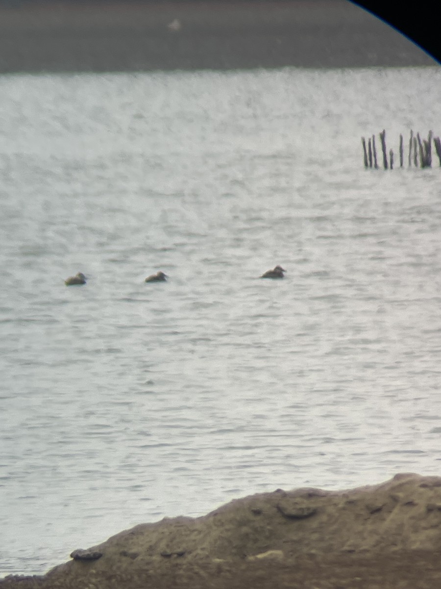 Ruddy Duck - ML646355048