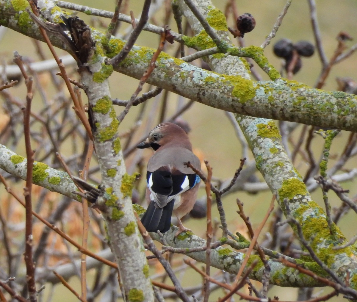 Eurasian Jay - ML646355051