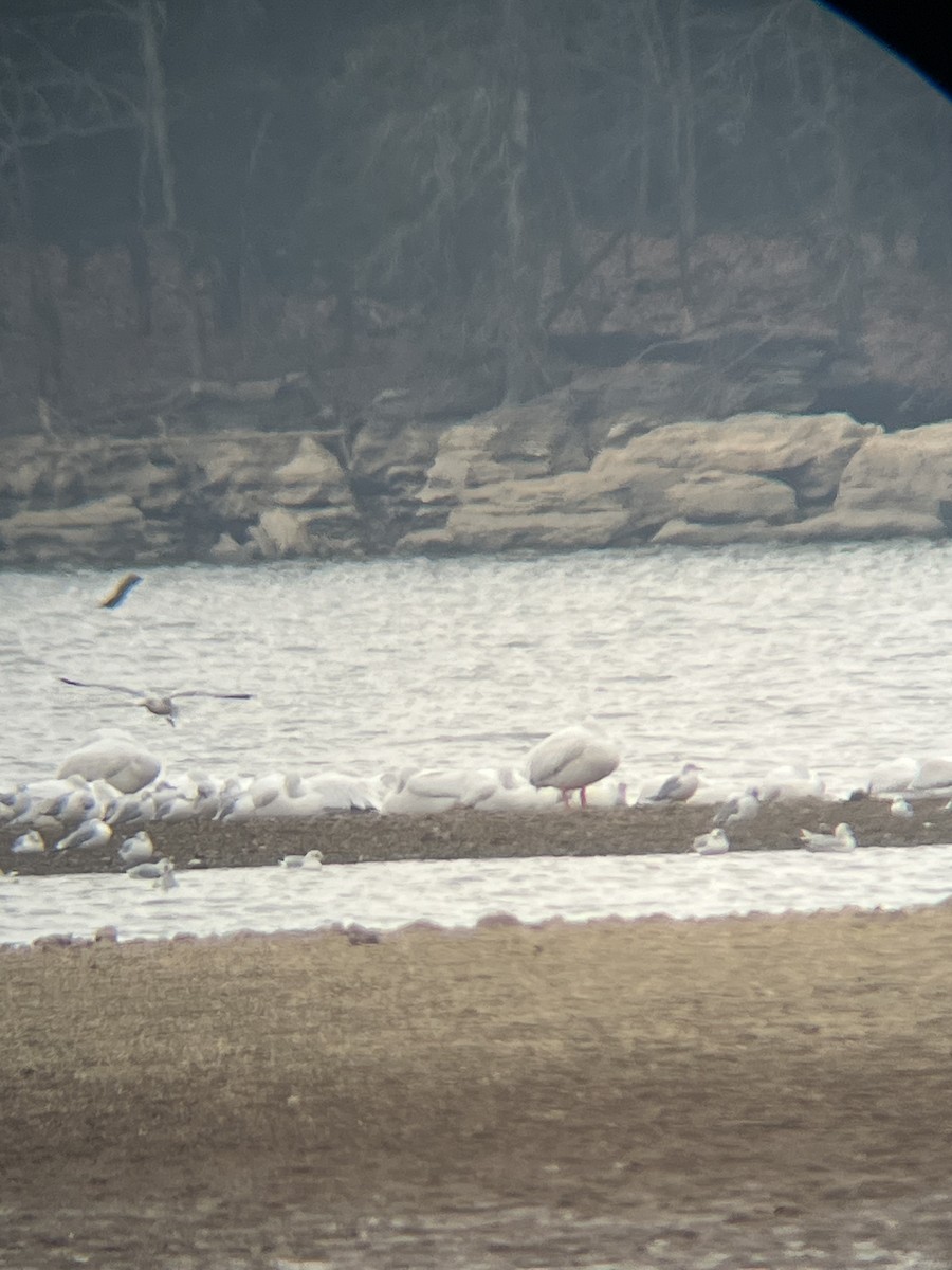 American White Pelican - ML646355053