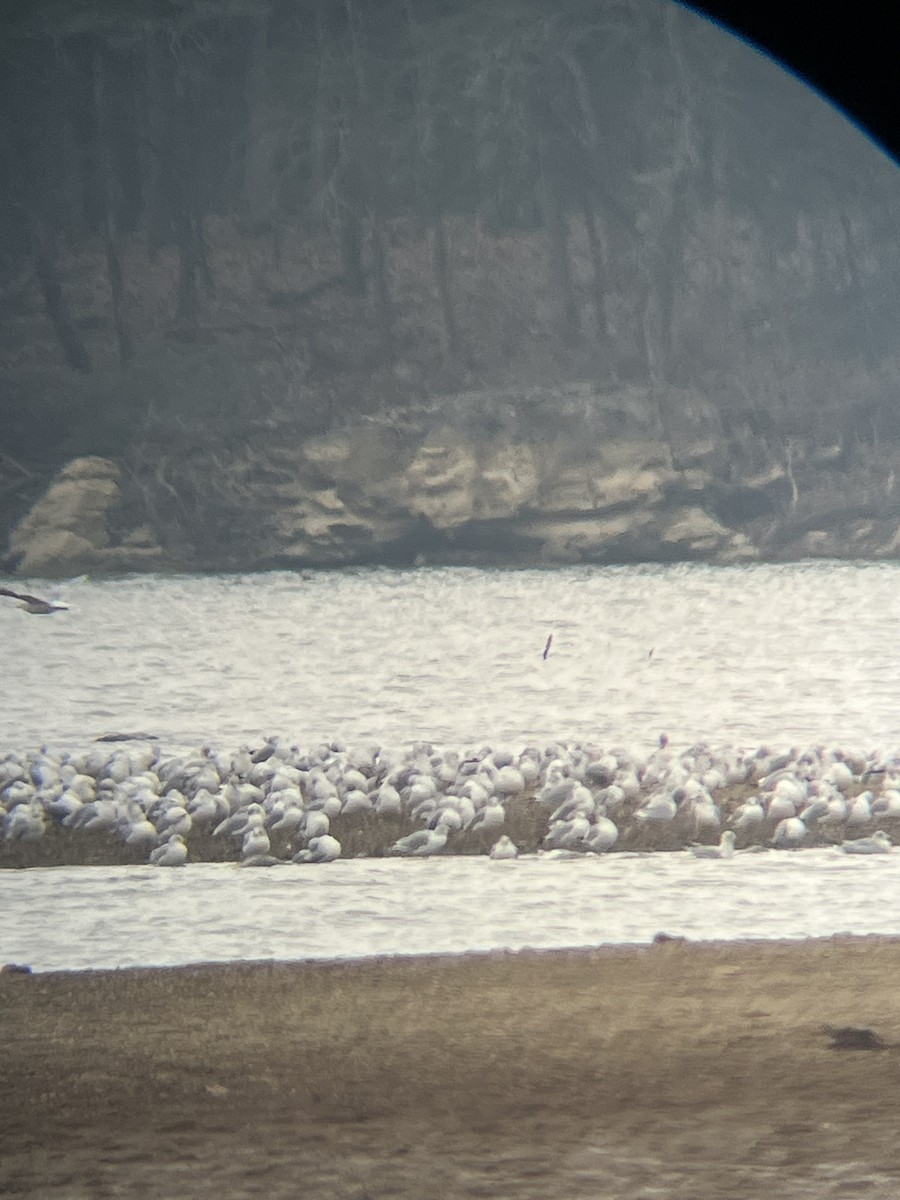 Ring-billed Gull - ML646355056
