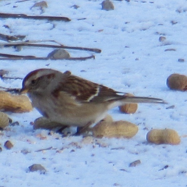 American Tree Sparrow - ML646355077
