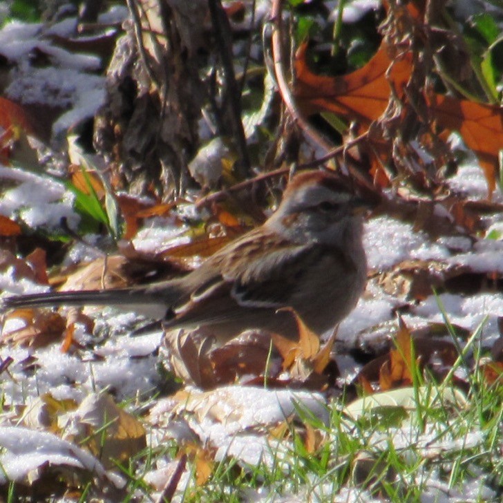 American Tree Sparrow - ML646355078