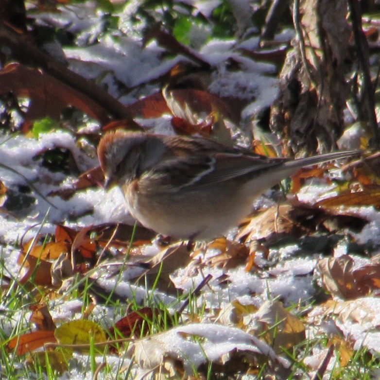 American Tree Sparrow - ML646355079