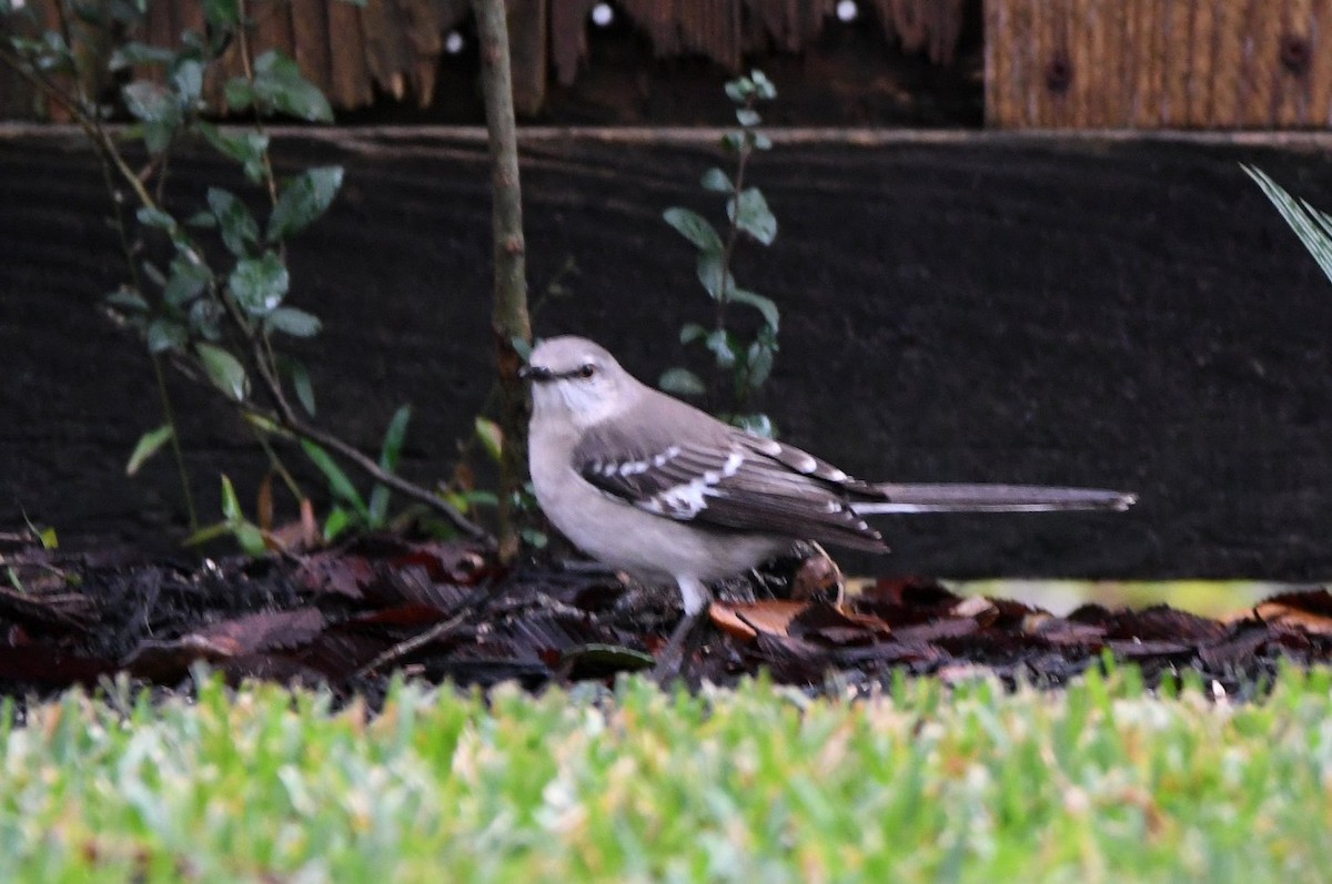 Пересмішник багатоголосий - ML646355083