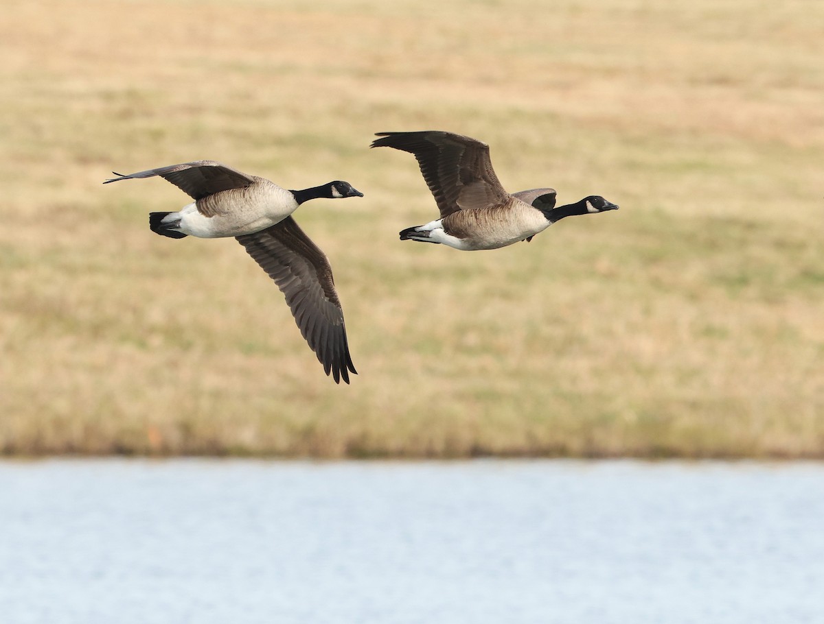 カナダガン - ML646355085