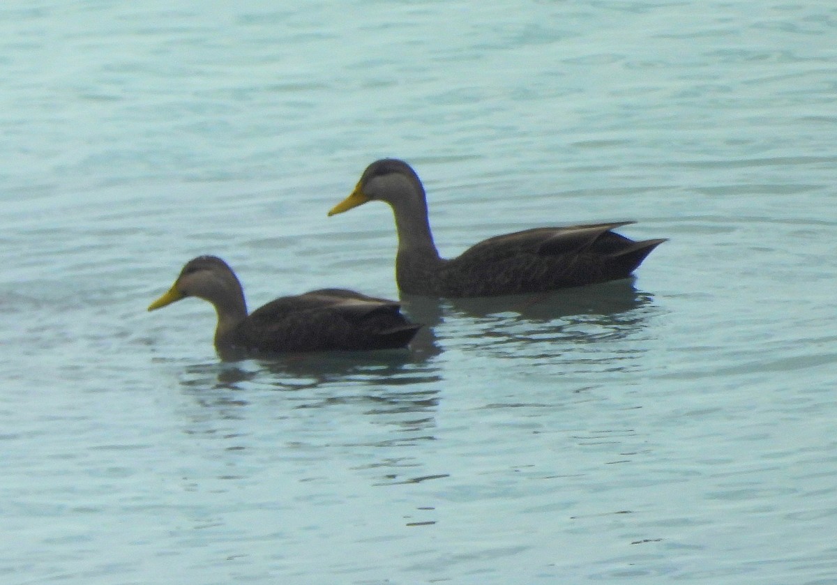 American Black Duck - ML646355089