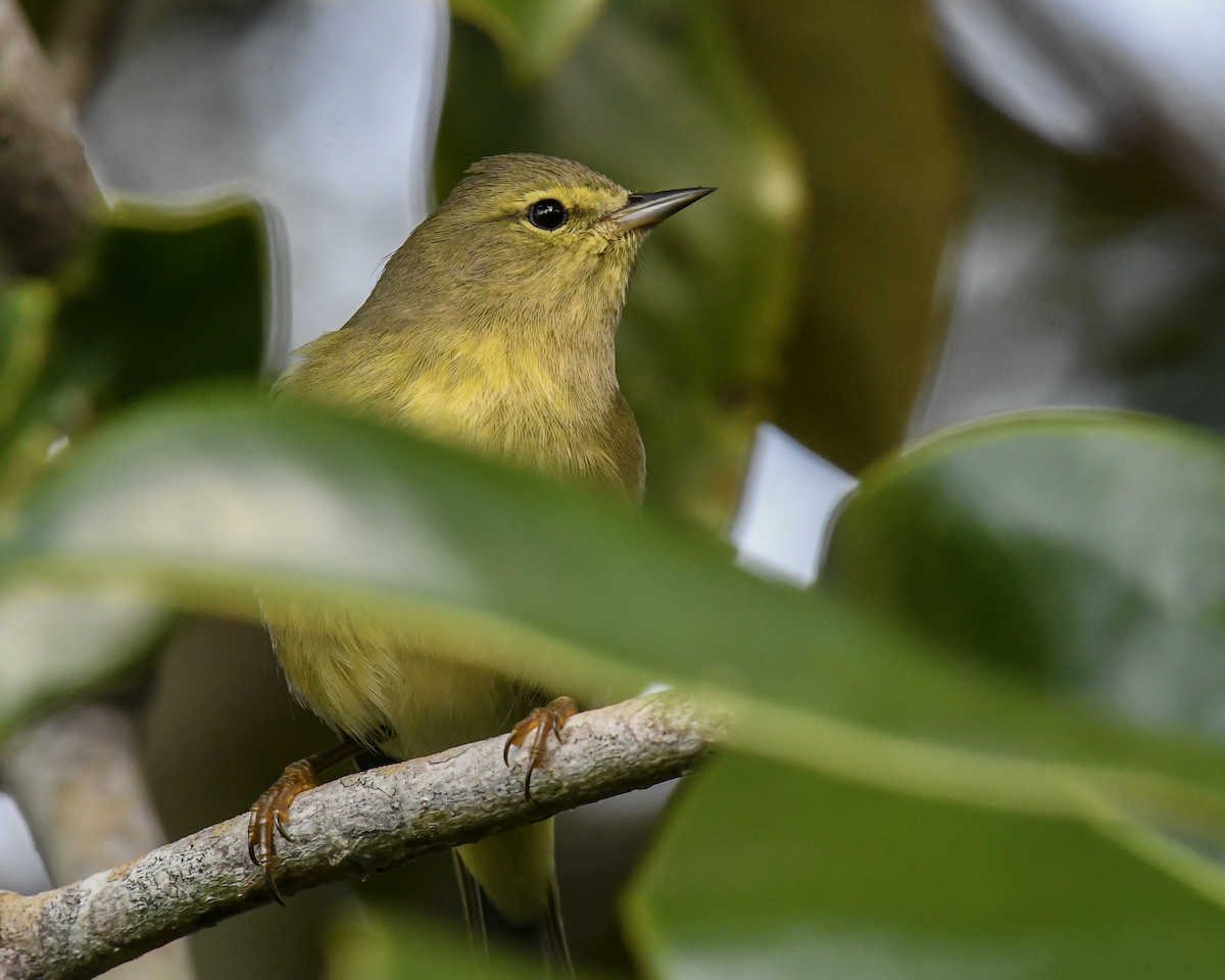 Orange-crowned Warbler - ML646355090