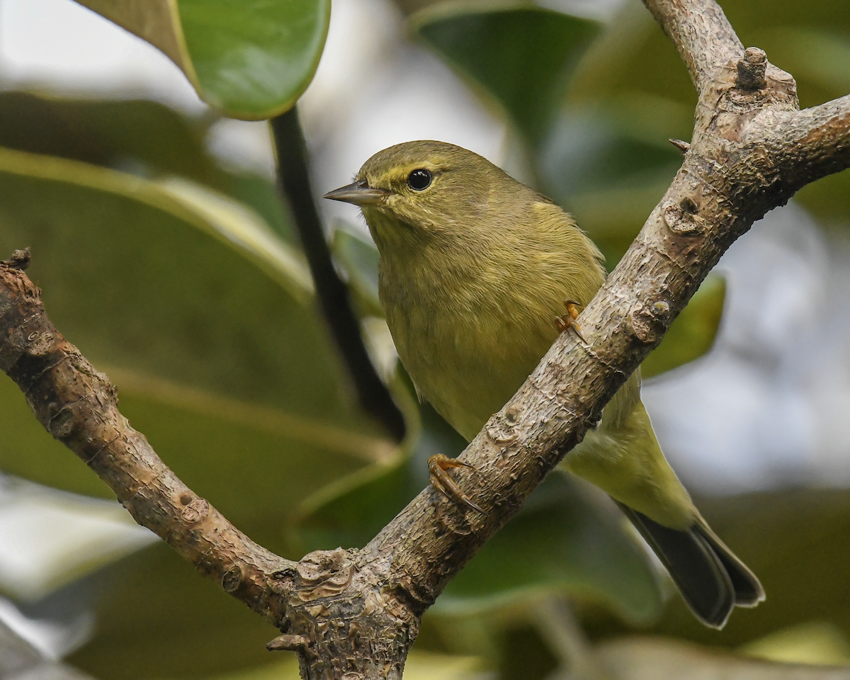 Orange-crowned Warbler - ML646355091