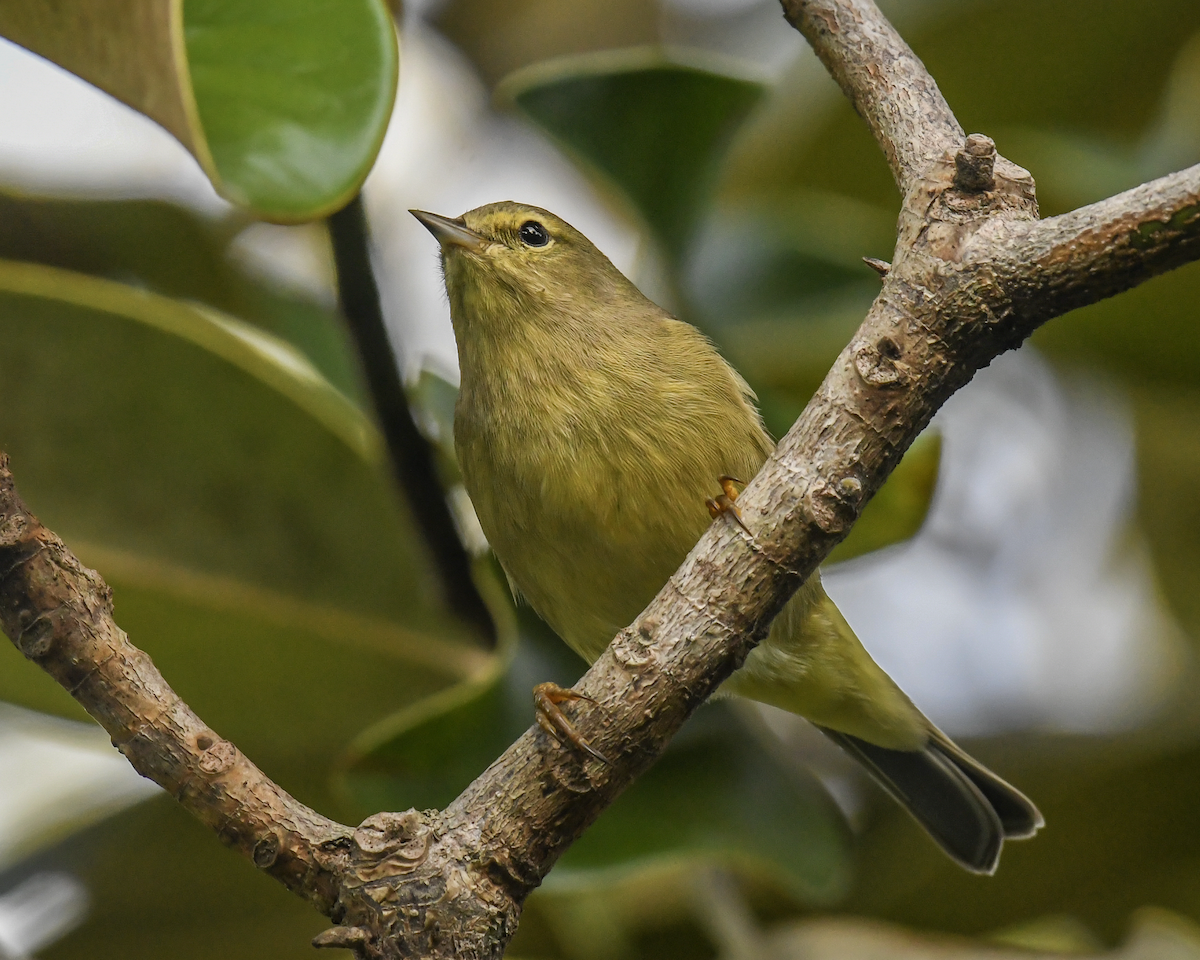 Orange-crowned Warbler - ML646355092