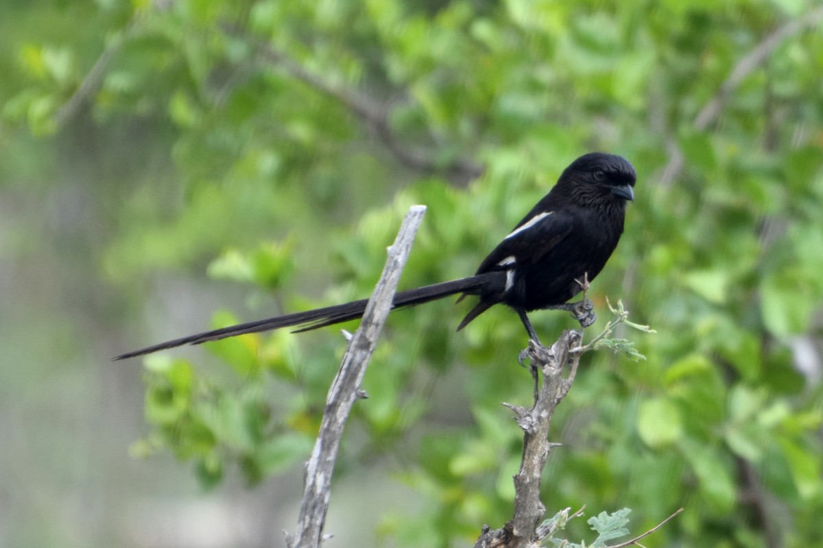 Magpie Shrike - ML646355094