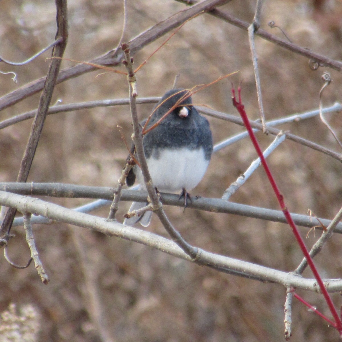 Dark-eyed Junco - ML646355107