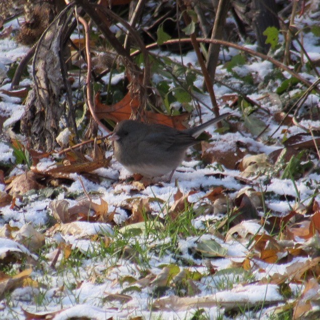 Dark-eyed Junco - ML646355108