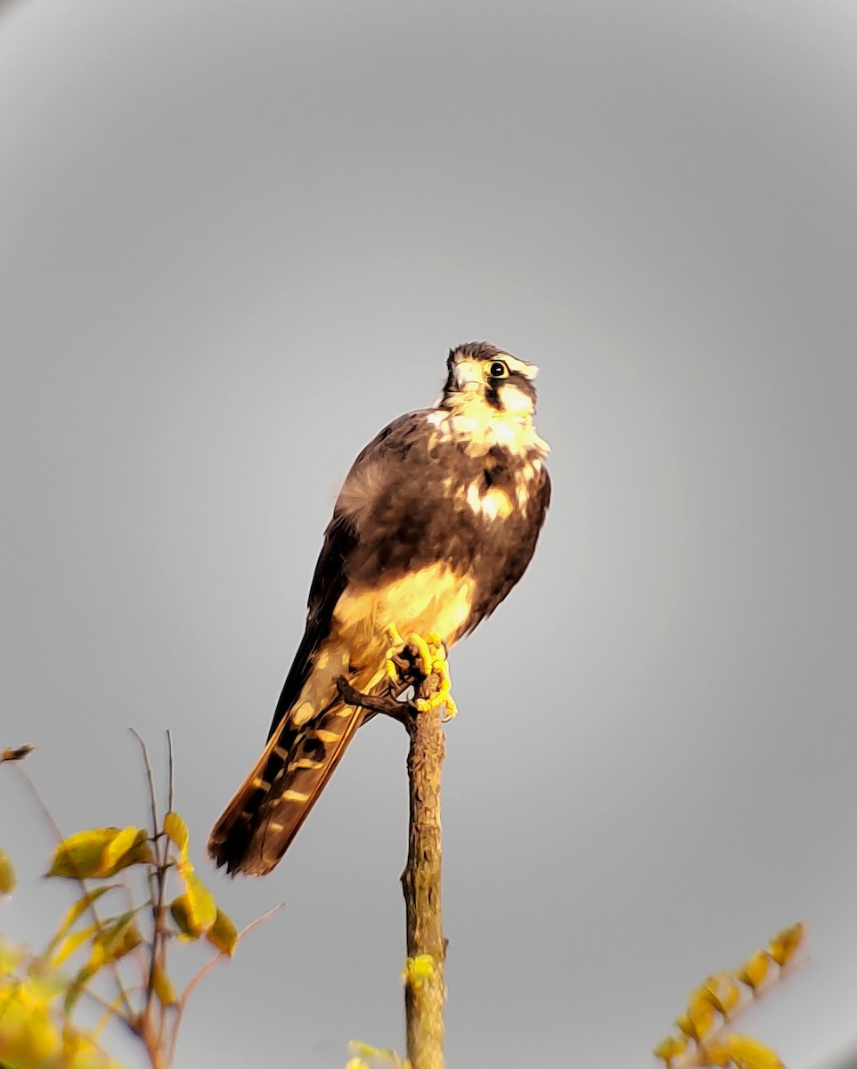 Aplomado Falcon - ML646355110