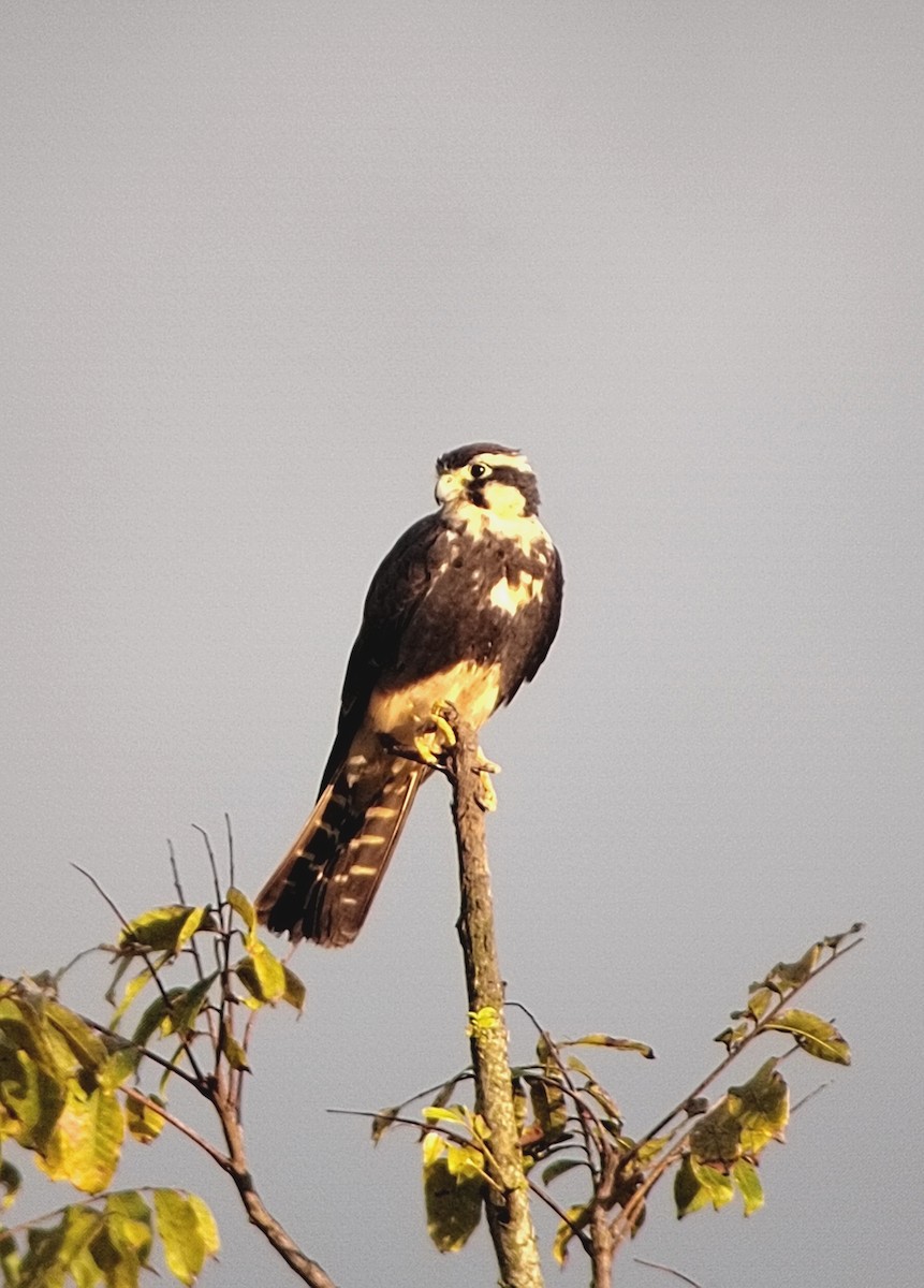 Aplomado Falcon - ML646355111
