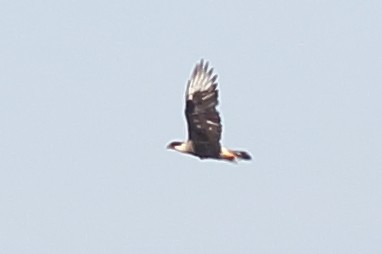 Crested Caracara - ML646355113