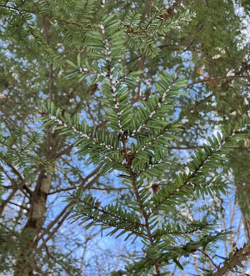 Hemlock Woolly Adelgid - ML646355119