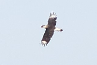 Crested Caracara - ML646355122