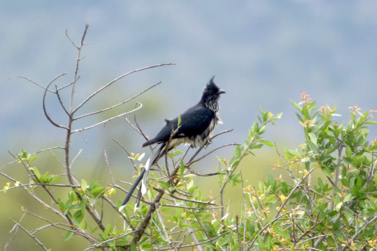 Levaillant's Cuckoo - ML646355124