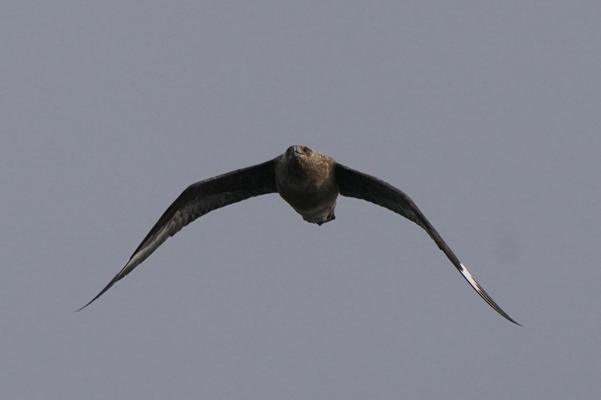Great Skua - ML646355127