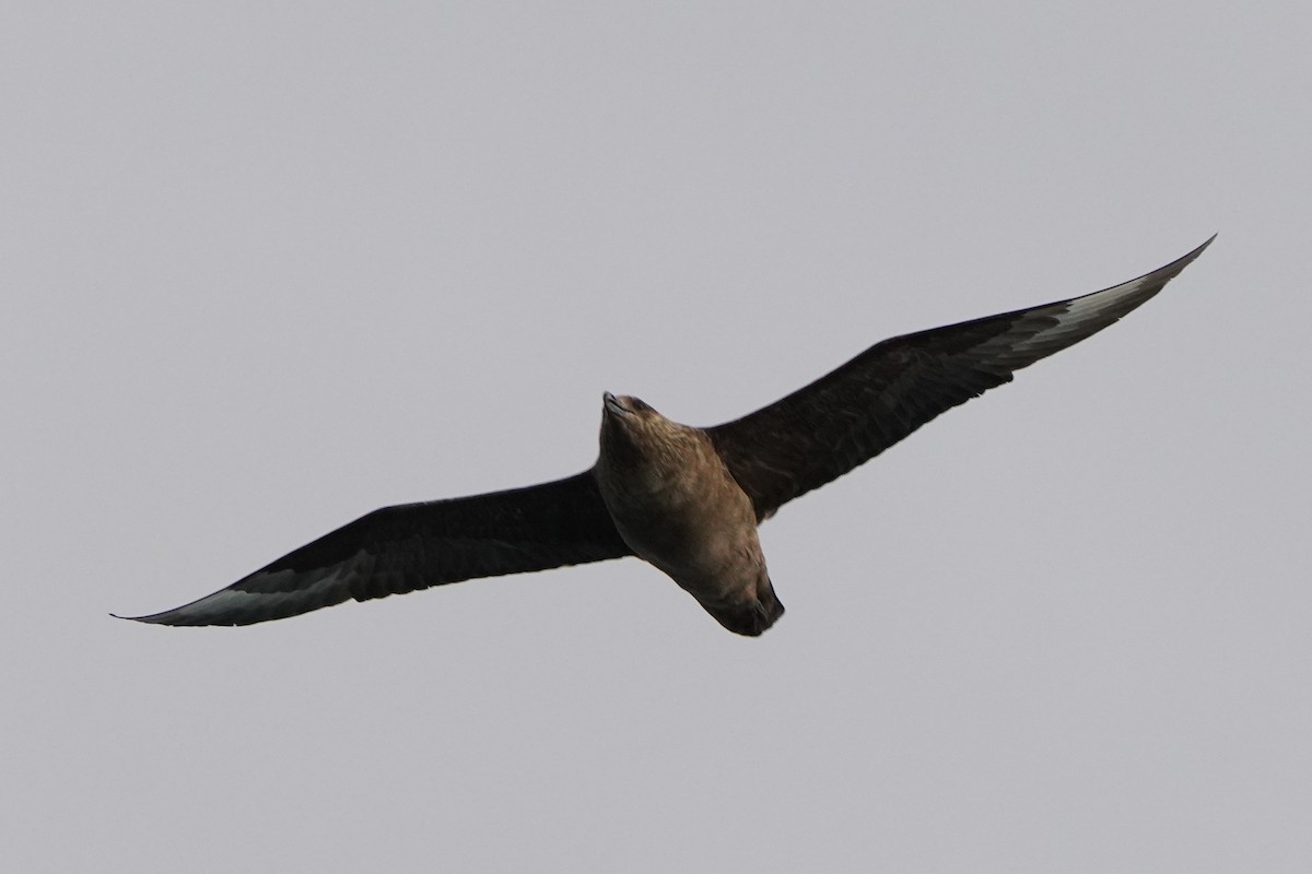 Great Skua - ML646355128