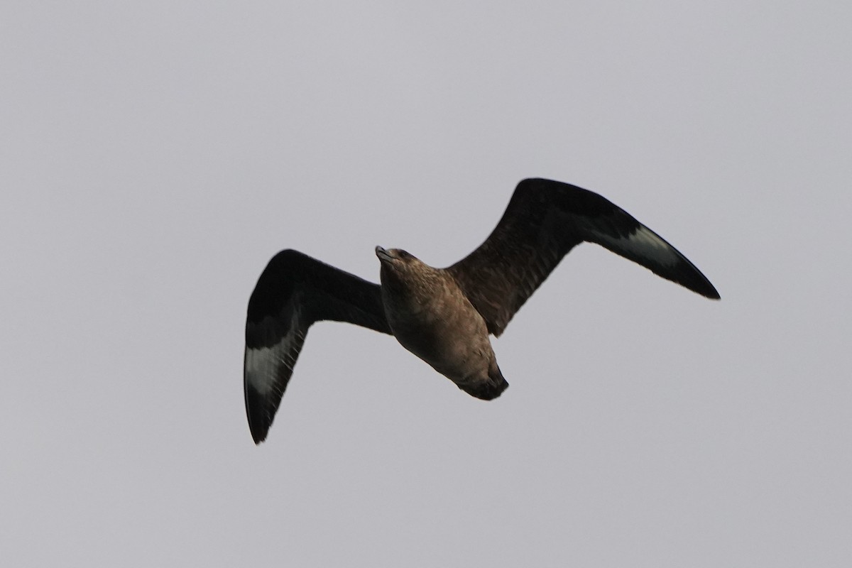 Great Skua - ML646355129