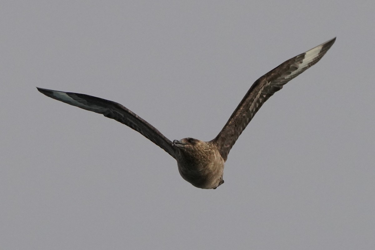 Great Skua - ML646355130