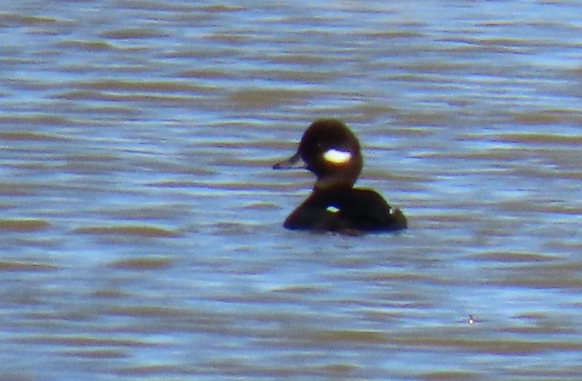 Bufflehead - ML646355139