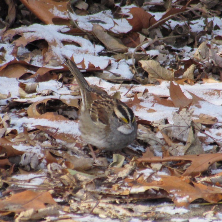 White-throated Sparrow - ML646355142